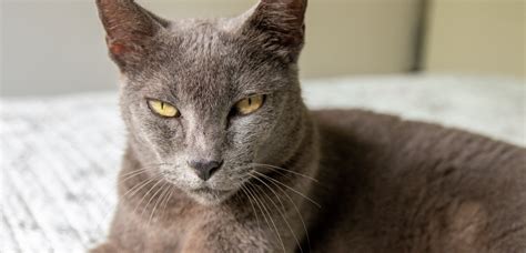 gato cinza raça-1